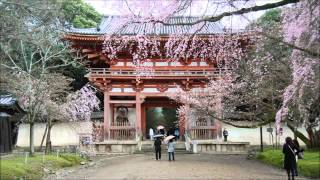 京都の四季 桜の名所 醍醐寺の桜 総門から仁王門 [upl. by Niatirb]