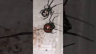 Latrodectus X Steatoda [upl. by Ahsiekar304]