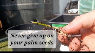 Brahea armata seeds germinate 8 months later [upl. by Eleonore]