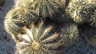 Succulents Ferocactus Glaucescens [upl. by Beverie77]