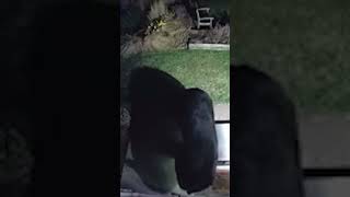 Black Bear breaks into Grocer’s Daughter Chocolate in Empire Michigan [upl. by Bennir347]