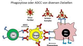 Zelluläre Rezeptoren FcRezeptoren [upl. by Hamaso]