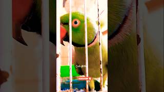 Green parrot 🦜 ringneck parrot indian parrot parrot cutemithu [upl. by Eiblehs788]