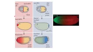 Polarity Formation in Drosophila  Drosophila Development [upl. by Odlanar836]