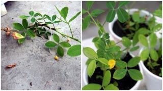 How To Grow Arachis Pintoi  Cara Tanam Keratan Bunga Arachis Pintoi [upl. by Fredric]