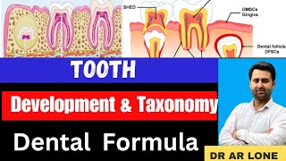 Tooth Development and Taxonomy  Growth  Types  Human Dentition  Dental FormulaBsc Zoology [upl. by Zzahc]