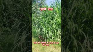 हाथीघास खिलाने से गाय देगी दोगुनी दूध Napier grassfarming Pennisetum purpureum agrishorts [upl. by Kowatch982]