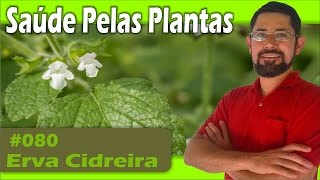 Saúde Pelas Plantas  Erva Cidreira Alzheimer herpes insônia sistema imunológico [upl. by Eerat]