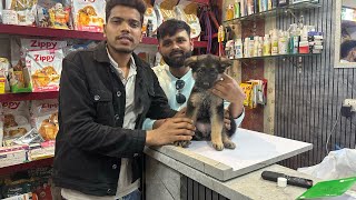 Top Quality German shepherd dog sold GlobalPetShopAzamgarh call 70079500248922002151 [upl. by Oakes978]