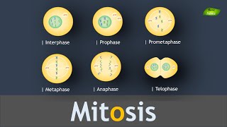 Mitosis  Cell Division  Structure and Function  Notes  Basic Science Series [upl. by Anailli250]