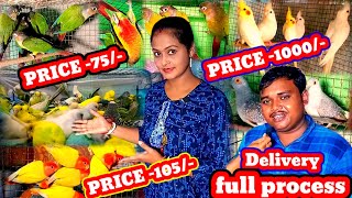 cheapest price birds farming and delivery all over India🤗Cokatail Bird price amp Conure Birds price [upl. by Laith149]