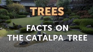 Facts on the Catalpa Tree [upl. by Ezitram607]