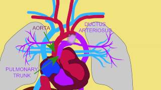 FETAL CIRCULATION 3 DUCTUS ARTERIOSUS [upl. by Enixam]