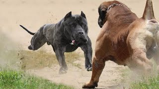 Labradoodle vs Goldendoodle  Which Breed Is Better [upl. by Ahsain]