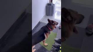 Hide prank on my dog viralvideo trendingshorts youtubeshorts dogprank dogtalk funniestvideo [upl. by Hoopen]