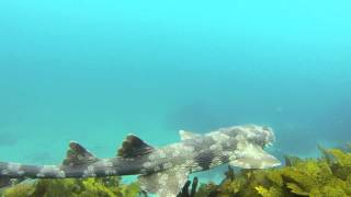 Spotted Wobbegong Orectolobus maculatus [upl. by Mathis]