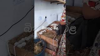 Egg price in Sri Lanka [upl. by Anastase]