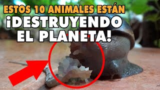 ☠️ TOP Los 10 animales exóticos invasores más peligrosos y dañinos del mundo Naturaleza en peligro [upl. by Eseuqram]