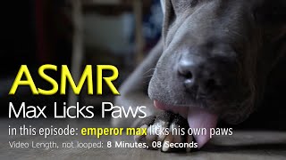 Max Licks Paws Part 1  ASMR DOG LICKING [upl. by Lema458]