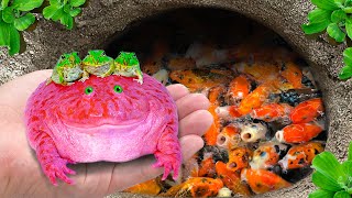 Catch Colorful Pacman Frog In Giant Surprise Egg Aquarium Fish Koi Fish Silver Pomfret Angelfish [upl. by Raybourne]