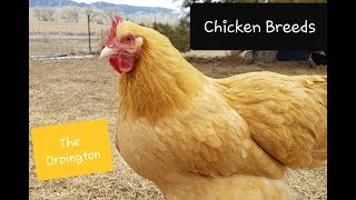 BUFF ORPINGTON CHICKEN  All about the breed [upl. by Assirralc]