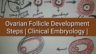 Development of Ovarian Follicle  Cycle of Ovaries [upl. by Hbaruas]