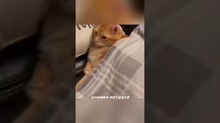 Los momentos más divertidos de gatos 😹👌  Momentos divertidos de gatos 🤑😂 [upl. by Hcahsem]