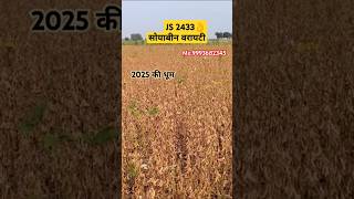 सोयाबीन की JS 2433 वेरायटी  JS 2433 soybean variety soyabeanbhav soyabean [upl. by Braden]