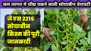 Js 2216 soybean  soybean ki new variety  जे एस 2216 सोयाबीन किस्म  2024 new soybean variety [upl. by Alahcim]