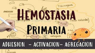 HEMOSTASIA PRIMARIA plaquetas vonWillebrand endotelio fibrinogeno Activacion Amplificacion [upl. by Tenneb]