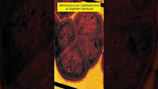 deinococcus radiodurans  bakteri terkuat shortvideo facts daftartop topfive daftarpopuler [upl. by Aiza]