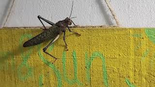 Ginormous Grasshopper aka Langosta  Tamarindo Costa Rica [upl. by Martinic]