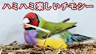 老鳥の遊び うさぎのチモシーで遊ぶコキンチョウ カラ6才11ヶ月 【鳥の介護】老鳥 全盲 セキセイインコ、オカメインコ、十姉妹、文鳥、コキンチョウ [upl. by Eyatnod]