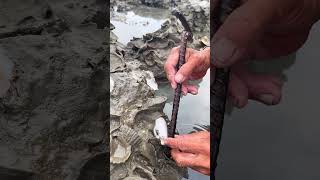 Oyster So Fresh  Find Oyster for oyster usa viral relax oysters [upl. by Buiron]