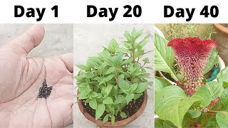 How To Grow Cockscomb From Seeds  How To Sow Cockscomb Seeds  Seed To Flower [upl. by Arriek988]