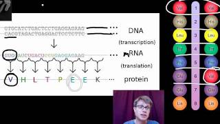 Genotypes and Phenotypes [upl. by Amandie]