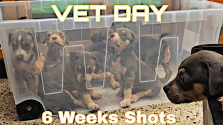 6 Weeks Shots Day XL American Bully Puppies Vlog [upl. by Buatti999]