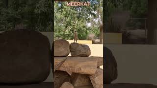 Dubbo Zoo Drive Breathtaking Safari Adventure with Bongos and Meerkats in 59 Seconds [upl. by Tirzah258]