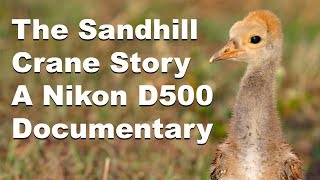 The Sandhill Crane Story  Nikon D500 Wildlife Documentary [upl. by Rennob]