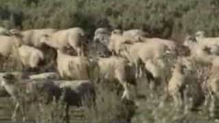 Saltbush Lamb  Landline production about Bultarra lambs [upl. by Lavinia248]