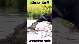 Close Call at the Watering Hole  Crocodile Vs Buffalo shorts buffalo crocodile attack animal [upl. by Seavir]