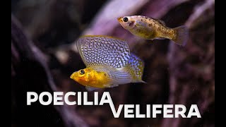 Wild type Poecilia velifera  Sailfin molly  showing its impressive sail [upl. by Davita]