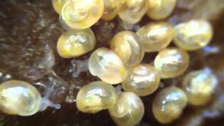 Newly hatched baby snails [upl. by Athey436]