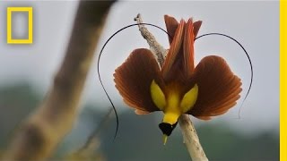 Tim Laman amp Ed Scholes Birds of Paradise  Nat Geo Live [upl. by Jeannette]