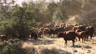 Cattle Drive [upl. by Donnell]