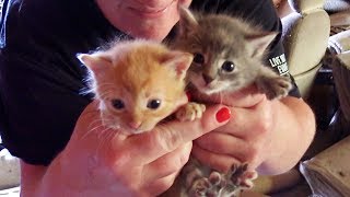 6 Kittens Rescued From Abandoned Property [upl. by Samson]