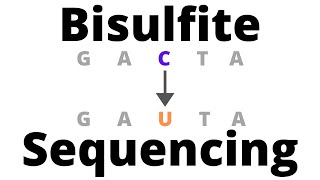 Bisulfite Sequencing  detect DNA Methylation [upl. by Cigam]