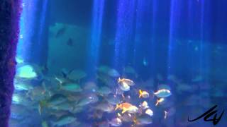 Iberostar Cozumel All Inclusive Resort Snorkeling  YouTube [upl. by Euqimod691]