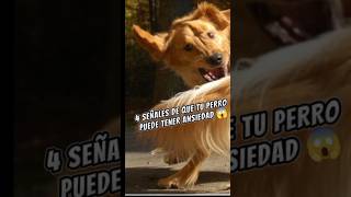 4 Señales de que tú perro puede tener ANSIEDAD🤯ansiedad perros doglover viralshorts mascotas [upl. by Nnaitsirk875]