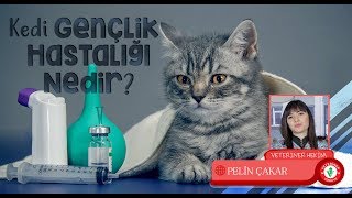 Kedi Genç Hastalığı Nedir  Veteriner Hekim PELİN ÇAKAR [upl. by Hare]